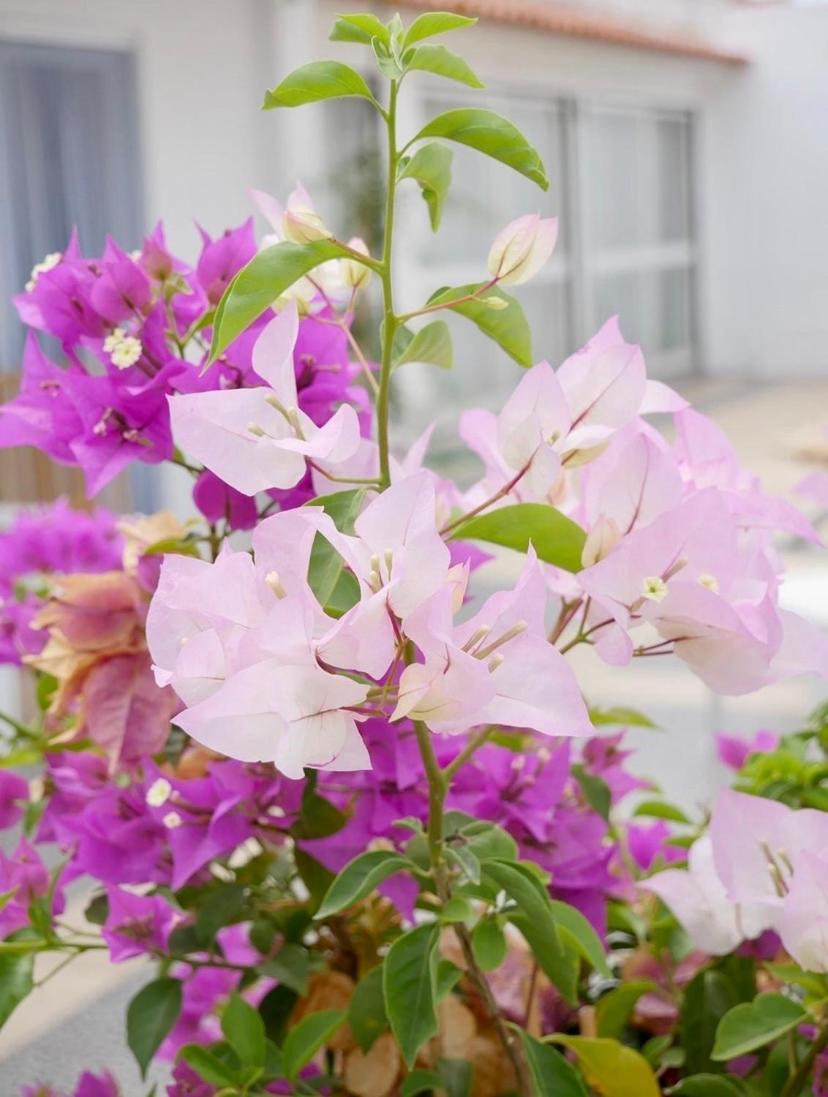 Casa De Azzancha Guest House Azinhaga Ngoại thất bức ảnh